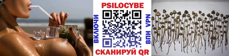 Псилоцибиновые грибы Psilocybe  закладки  Гуково 